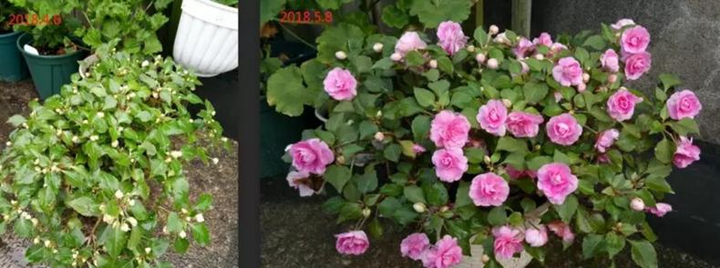 我是这样开爆的，1盆非洲凤仙3年奋斗史，看完你也试试