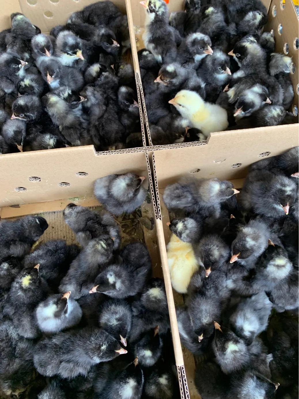 合浦山口镇顺剑家禽批发,广西秉信家禽