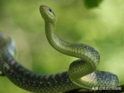 周公解梦梦到什么预示爱情成功,周公解梦你都梦见什么了