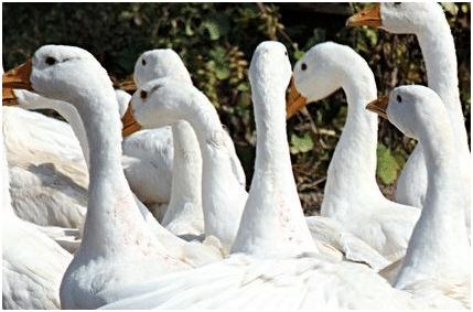 养鸭常见问题,养鸭怎样养才不会得肺炎