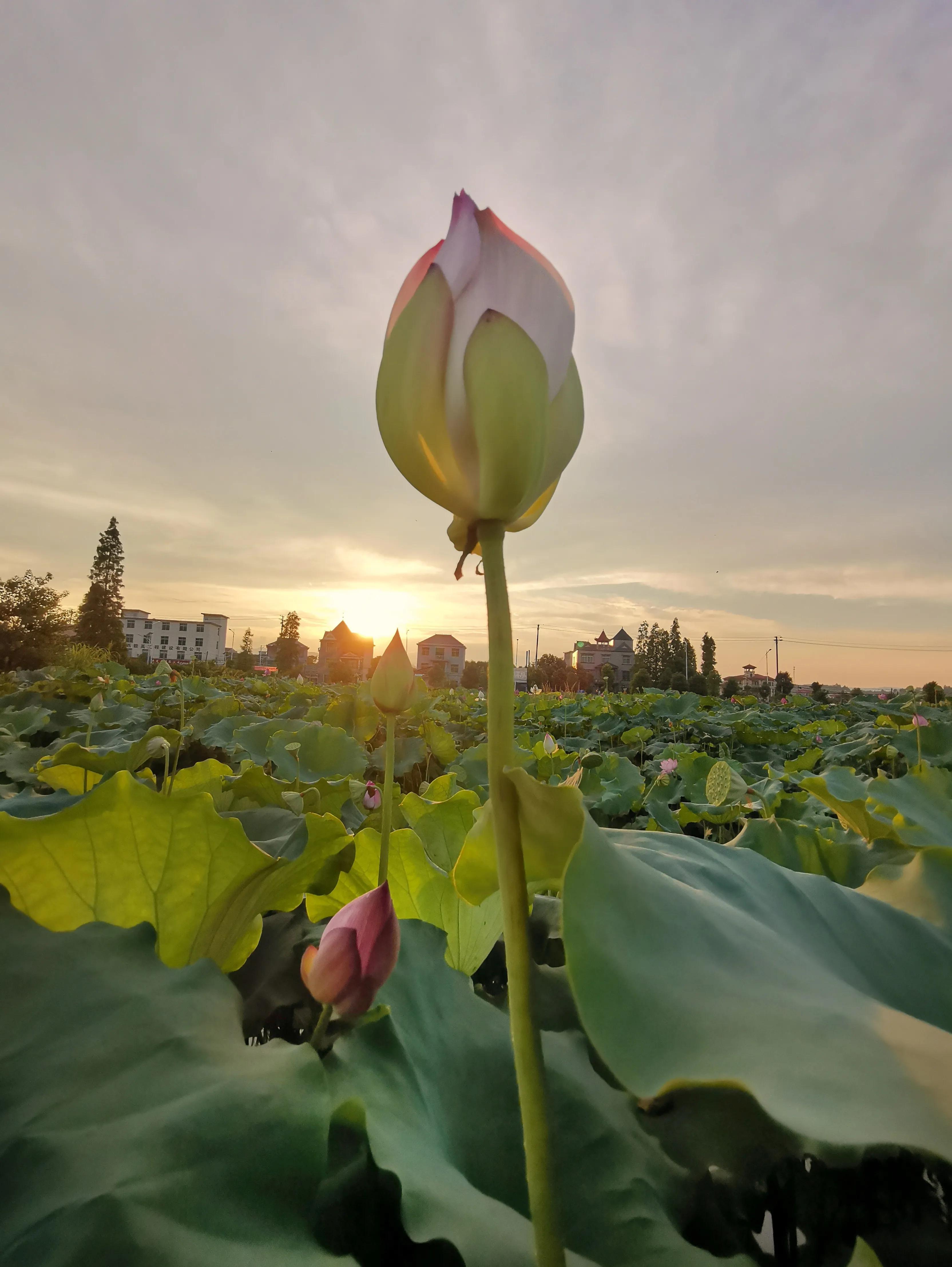 你会去莲花玩吗？我找到了3个“趣味点”，玩了一次跟着喜欢走