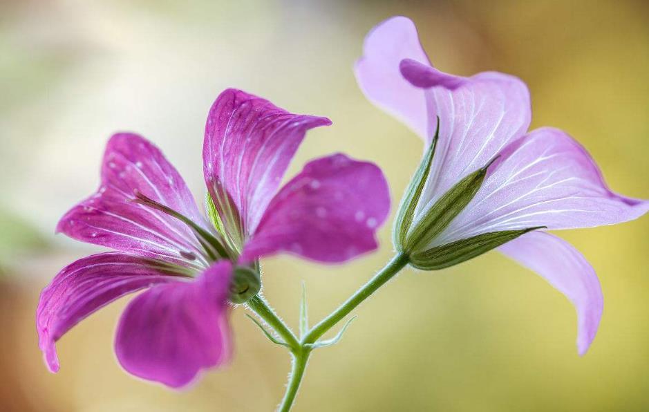 老鹳草的妙用,老鹳草外形有几种功效一样吗