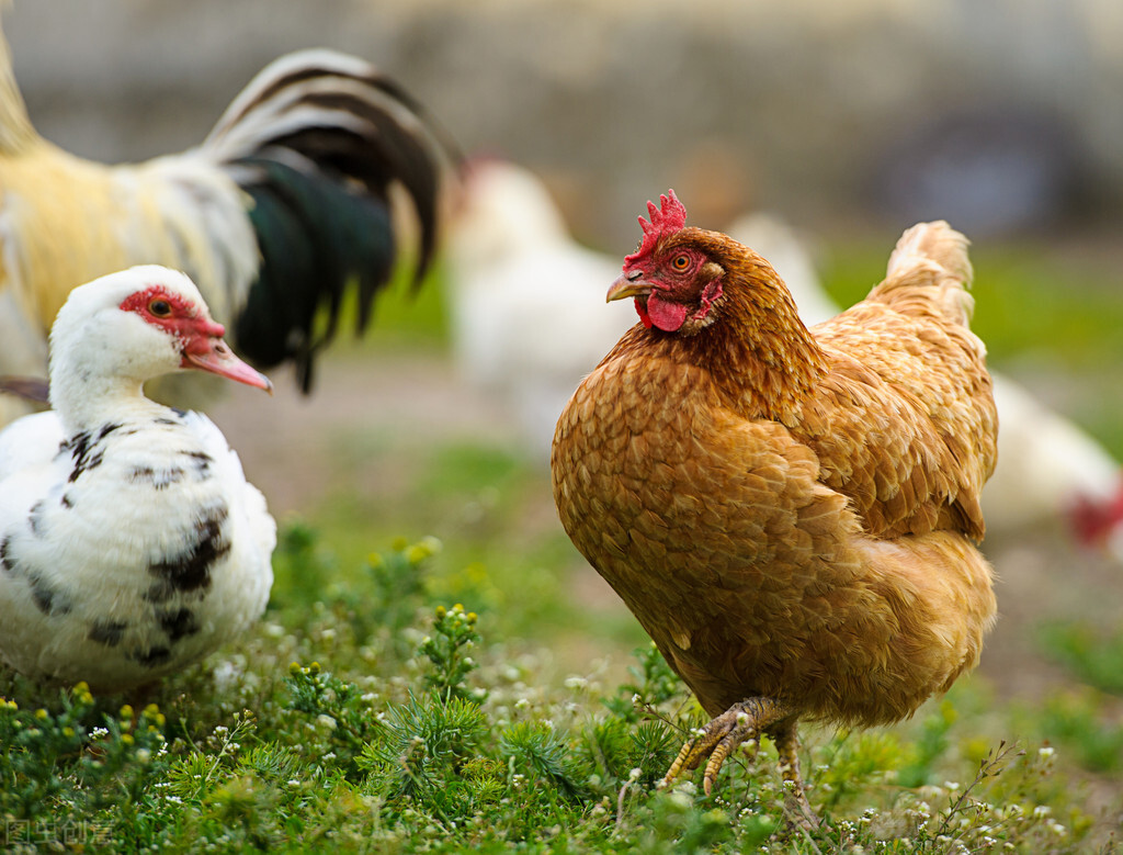 鸡坏死性肠炎防治措施是什么?