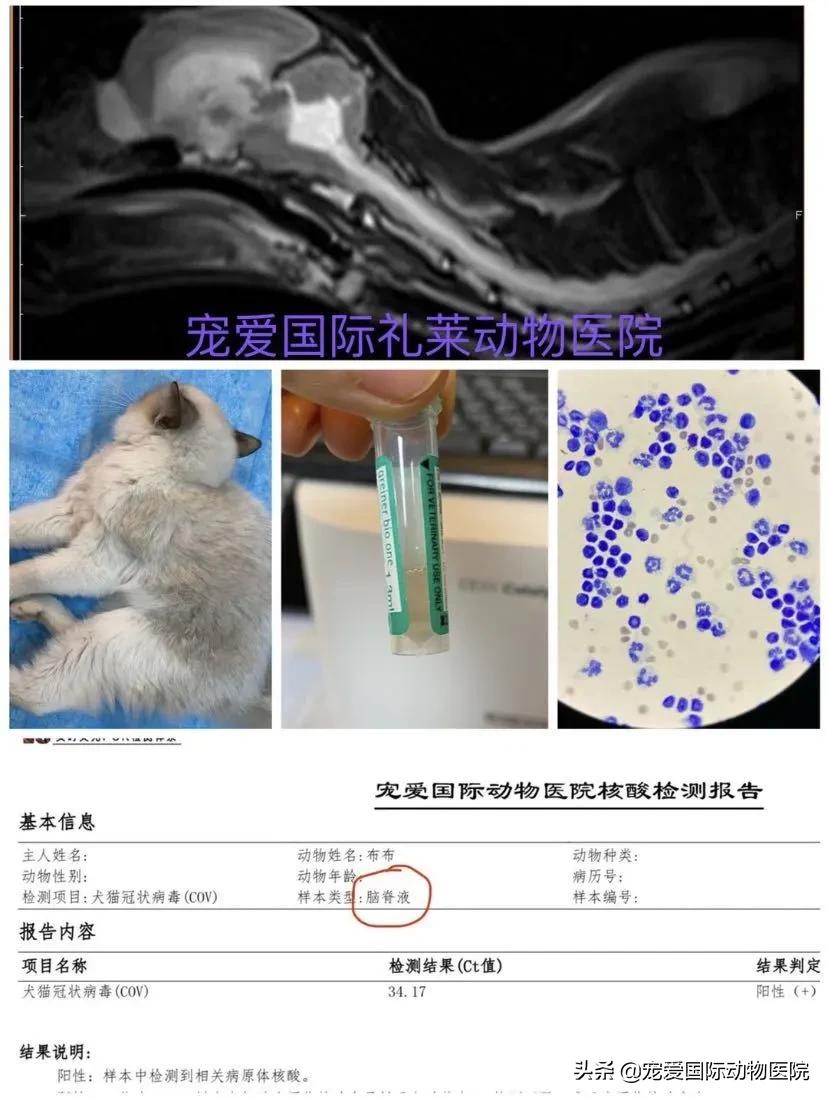 猫传腹治好了还会传染给其他猫吗,猫传腹打441见效后会一直变好吗