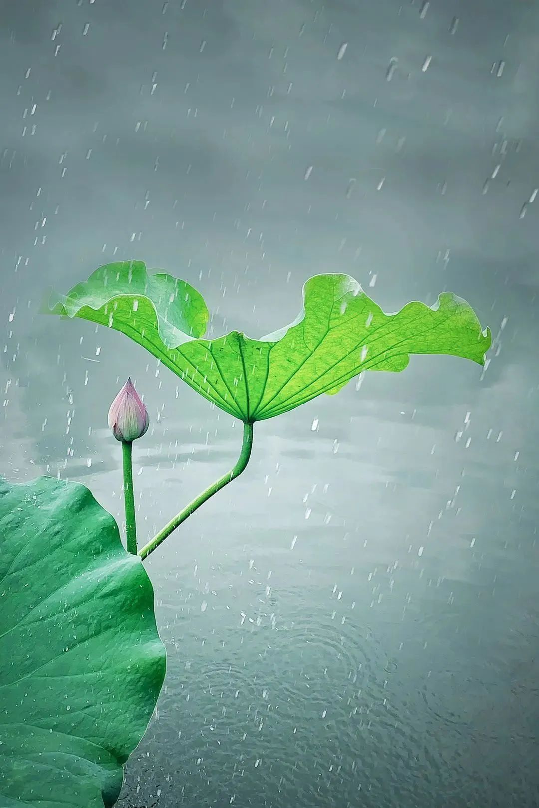 大家用手机拍出过什么好看的照片,赞别人的照片拍摄得好的句子