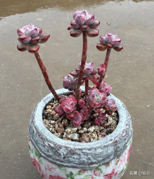 汤姆漫画好养么,汤姆漫画是冬种型吗