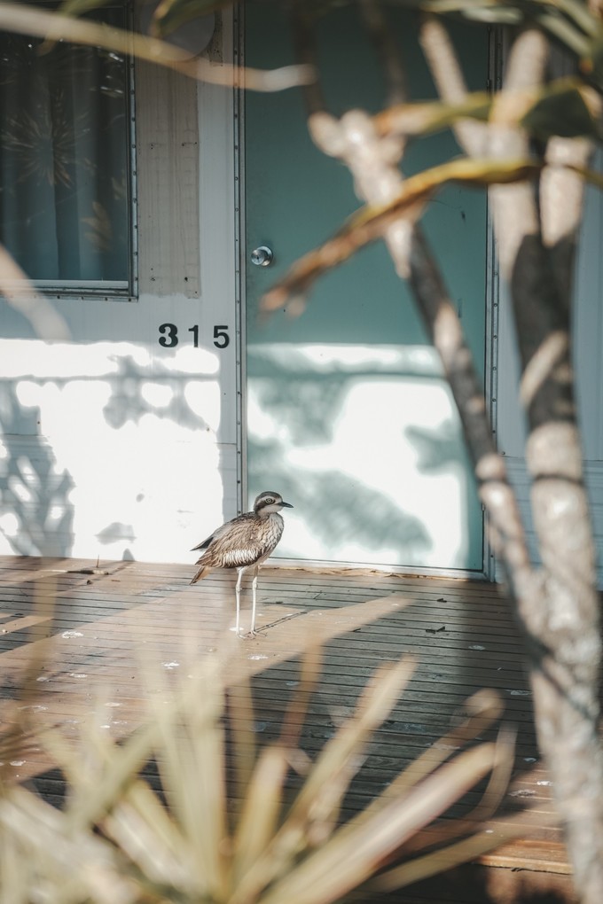 澳洲观鲸攻略,澳洲观鲸之旅