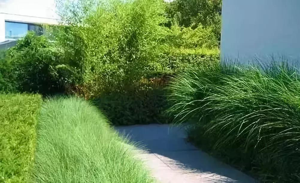 好看又好打理的庭院植物,适合小花园的景观植物