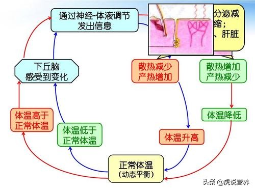 手足多汗有哪些方法,人多汗多怎么回事