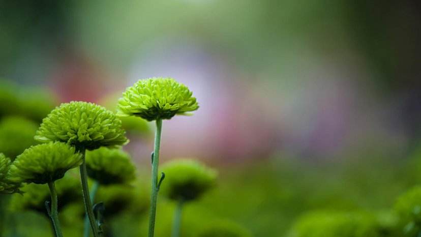 成语英语翻译大全简短,用英文翻译的中国成语