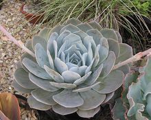 广寒宫都有谁,广寒宫里都有谁