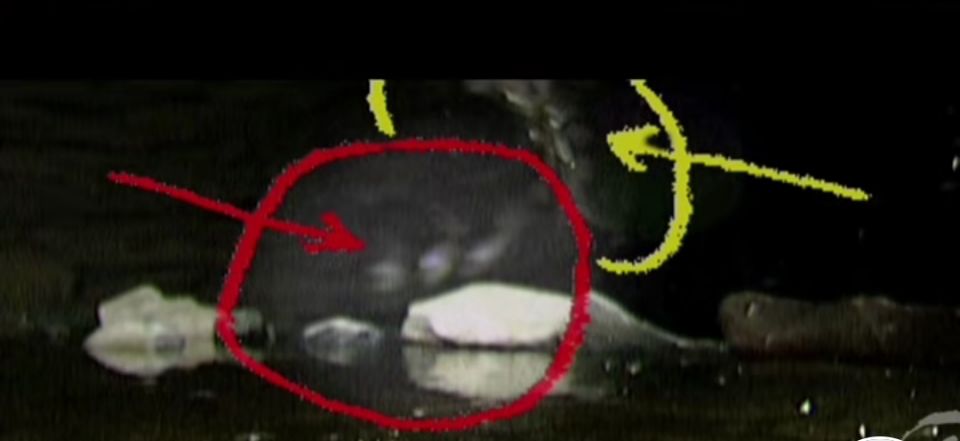 蝙蝠都吃什么水果,蝙蝠捕鱼