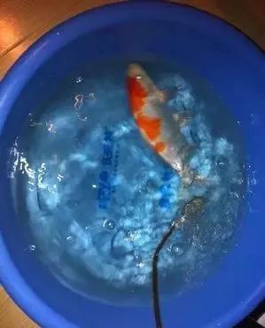 锦鲤趴缸缩鳍平躺怎么回事,锦鲤老是侧游是什么原因