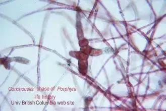 海苔和紫菜是同一种东西吗,海苔与紫菜是一种菜吗