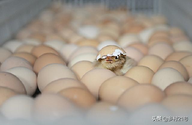 野鸡育苗全过程,野鸡从第一天到孵化的全过程