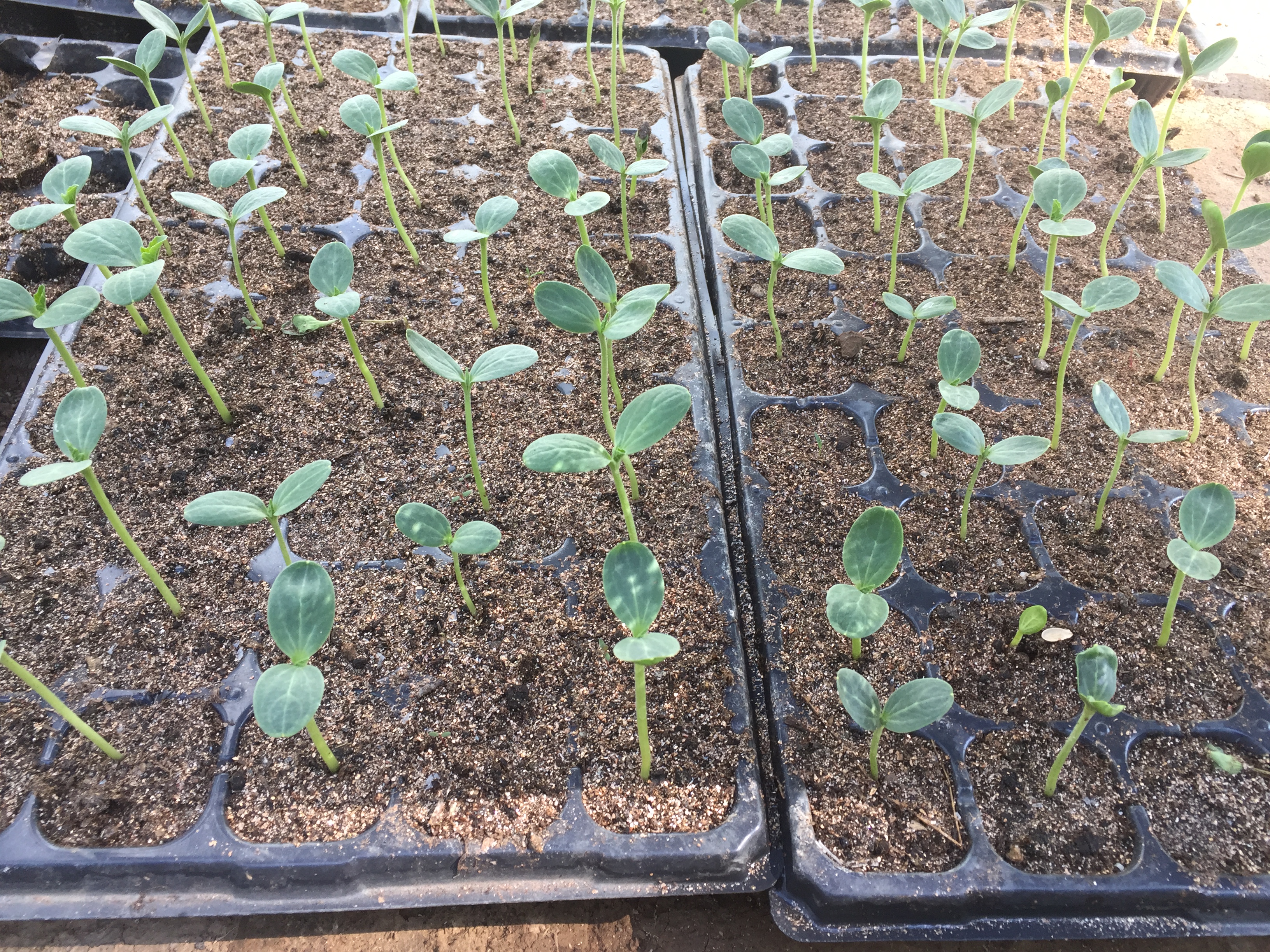 新出的蔬菜芽苗徒长怎么办,蔬菜苗如何避免沤根