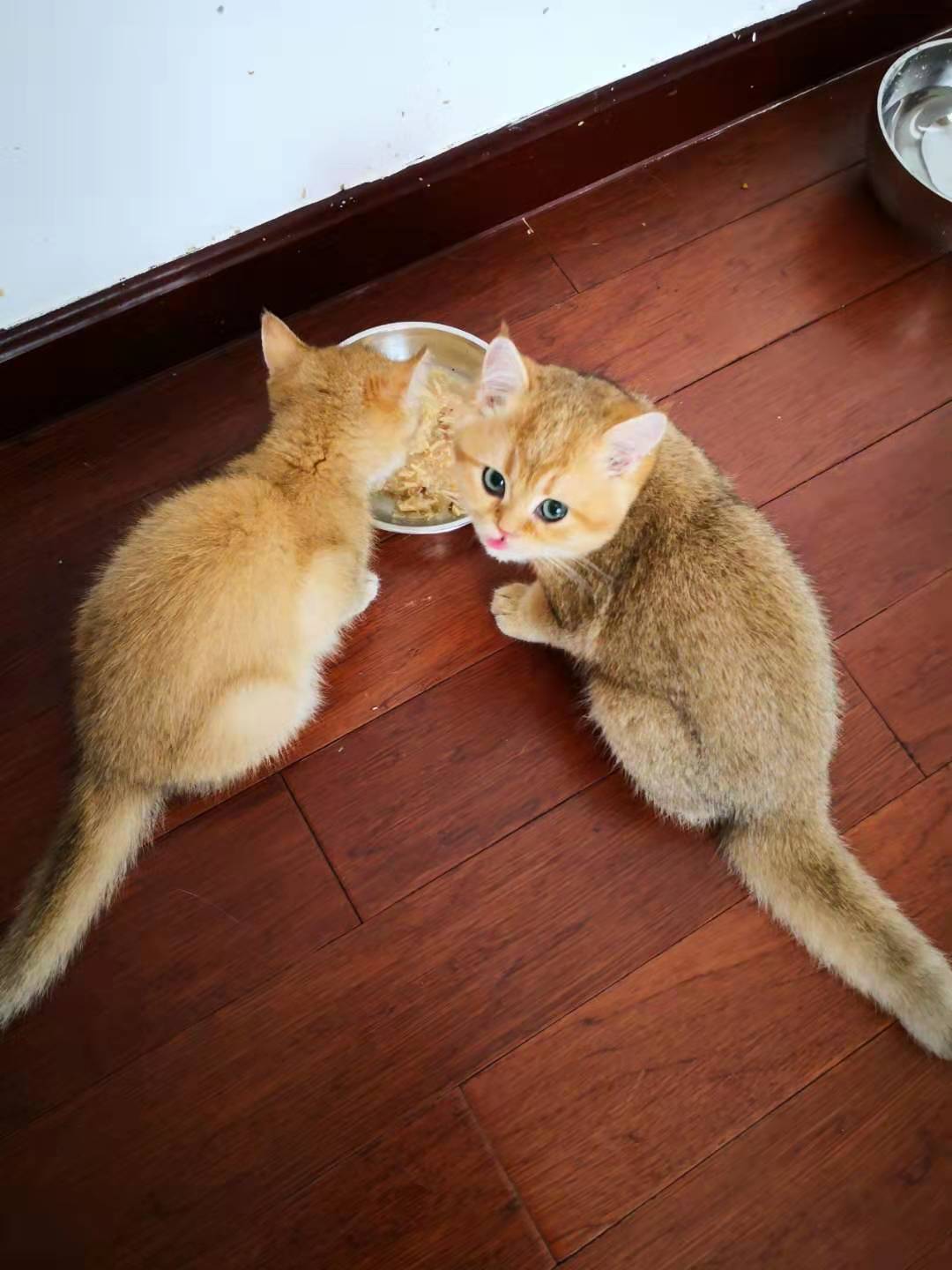 猫咪为什么会出现厌食症,猫咪为什么会腹泻乱拉