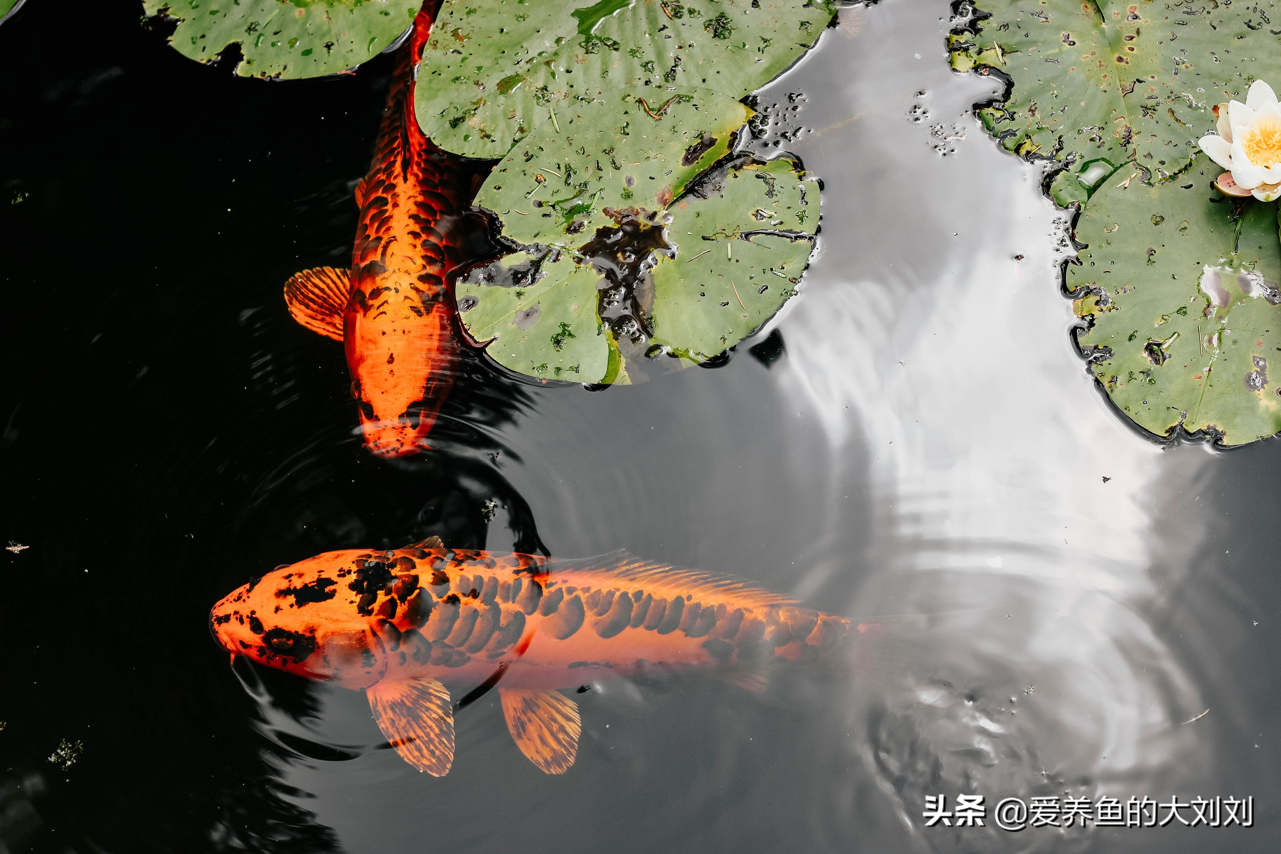给锦鲤鱼喂菠菜用煮熟喂吗,锦鲤喂菠菜能增色吗