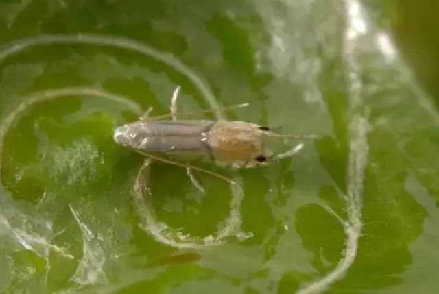 柑橘12月有什么病害虫害,柑橘全年病害虫害最新防治方法