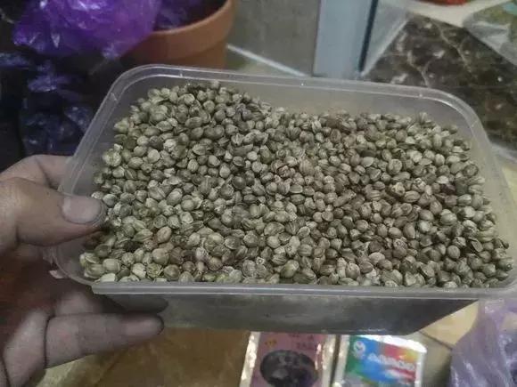 君子兰夹箭磷酸二氢钾怎么施肥,君子兰怎样管理才能够开花长得快