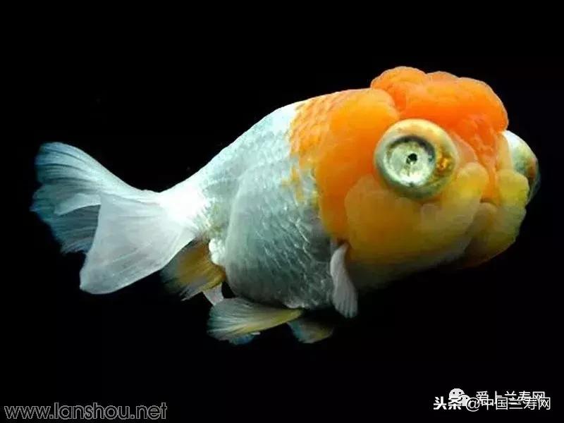 生命力最大的金鱼品种有哪些,十大最好的金鱼品种