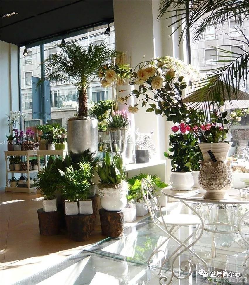 70岁开什么盆景店好,开个小盆景店好吗