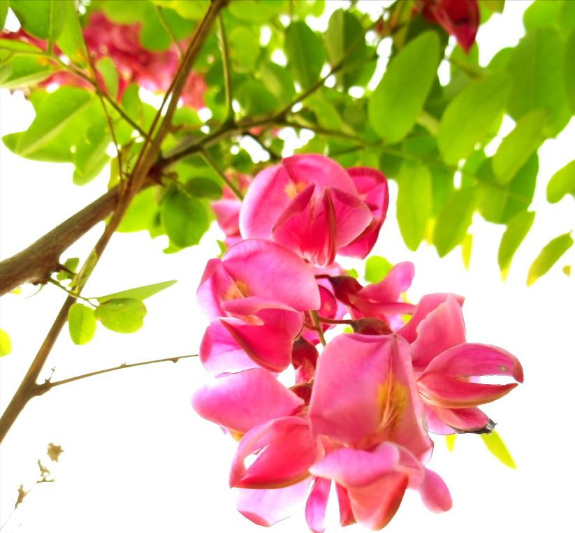 人间四月芳菲尽唯有槐花香未尽,人间最美四月天到处都是花香