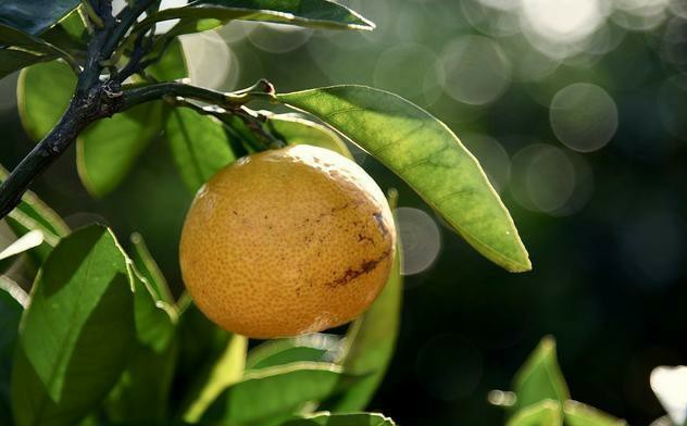 寓意好的桔子树，种在家里的3个地方，结果多长势好