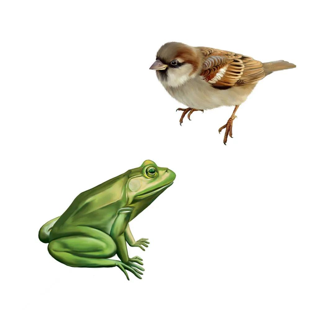 物种起源纪录片,物种的起源全文免费阅读