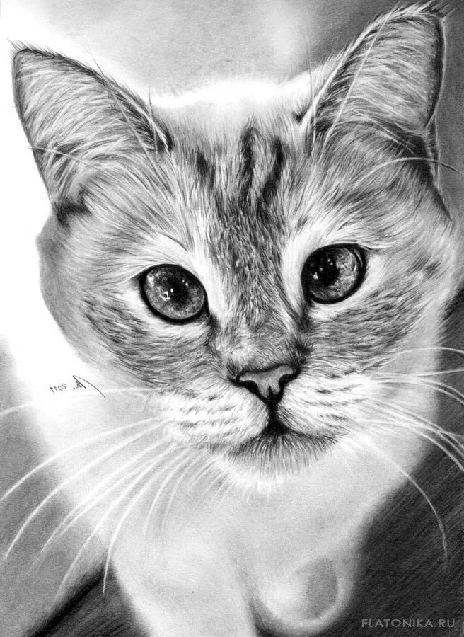 素描动物入门知识,素描动物简单入门教程狗