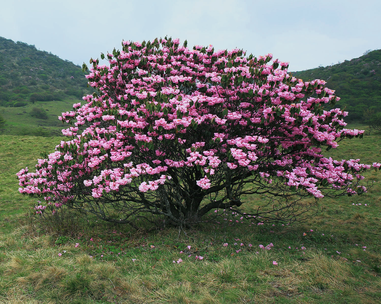 奉节到巫溪近还是巫山到巫溪近,巫山巫溪奉节汇合后县城在哪里