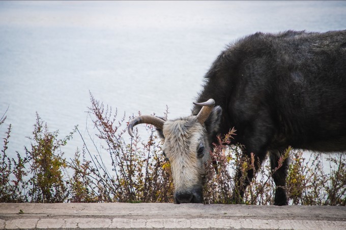 消失的地平线上的“香巴拉”和“女儿国”（二）