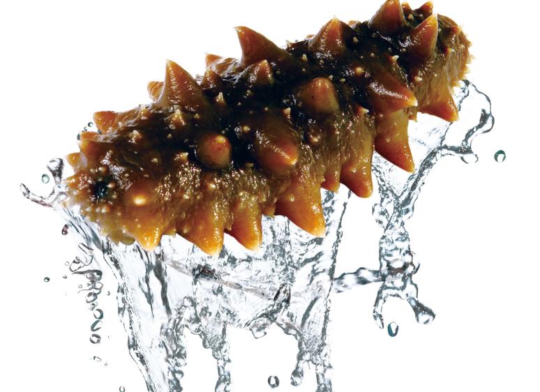 什么样的海参营养最好,海参营养价值不如鸡蛋