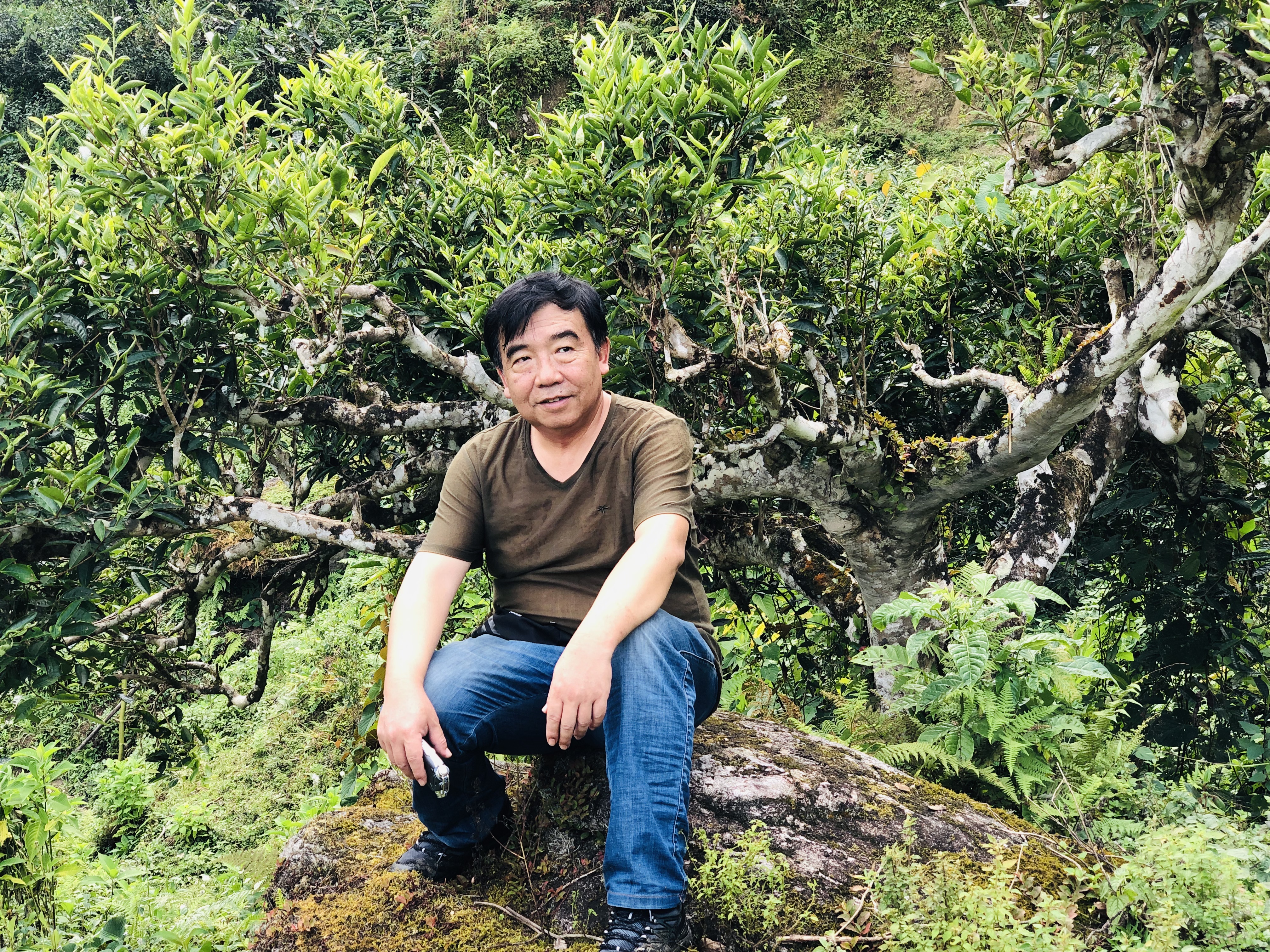 老徐谈茶9棵古树茶,老徐谈古茶园全集