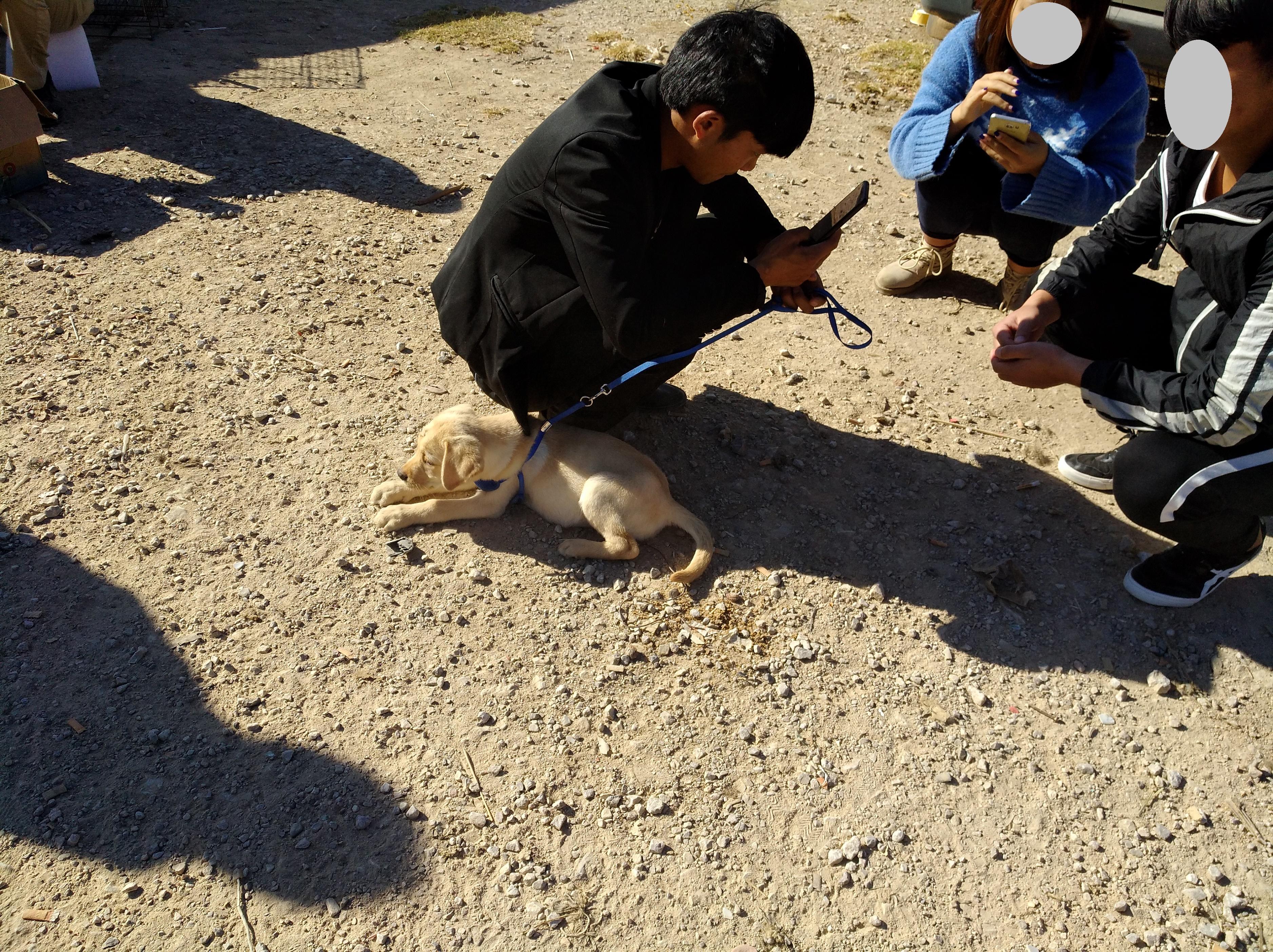 70斤拉布拉多卖给狗贩子多少钱 (买了只拉布拉多1000块钱)