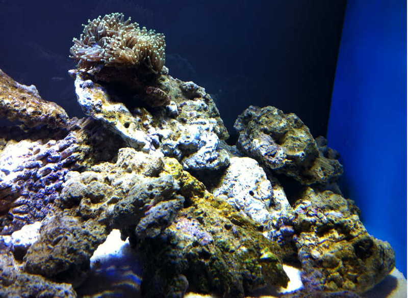 怎么除褐藻最有效,消除褐藻最有效的方法