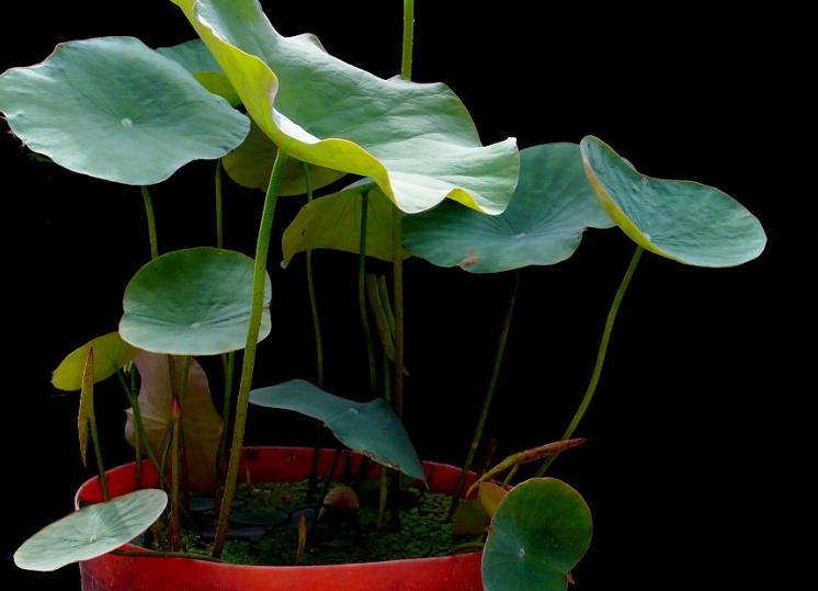 荷花盆栽土怎么准备才能养活呢,令箭荷花换盆用什么土最好