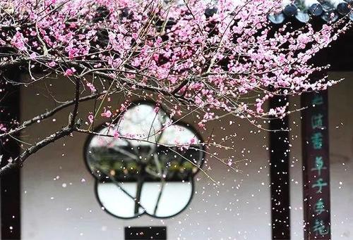 小院种树的位置和风水,种5棵树寓意