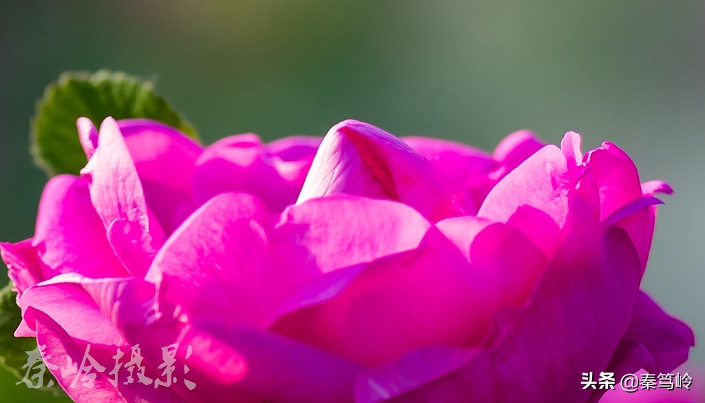 五月玫瑰花期,五月玫瑰盛开时