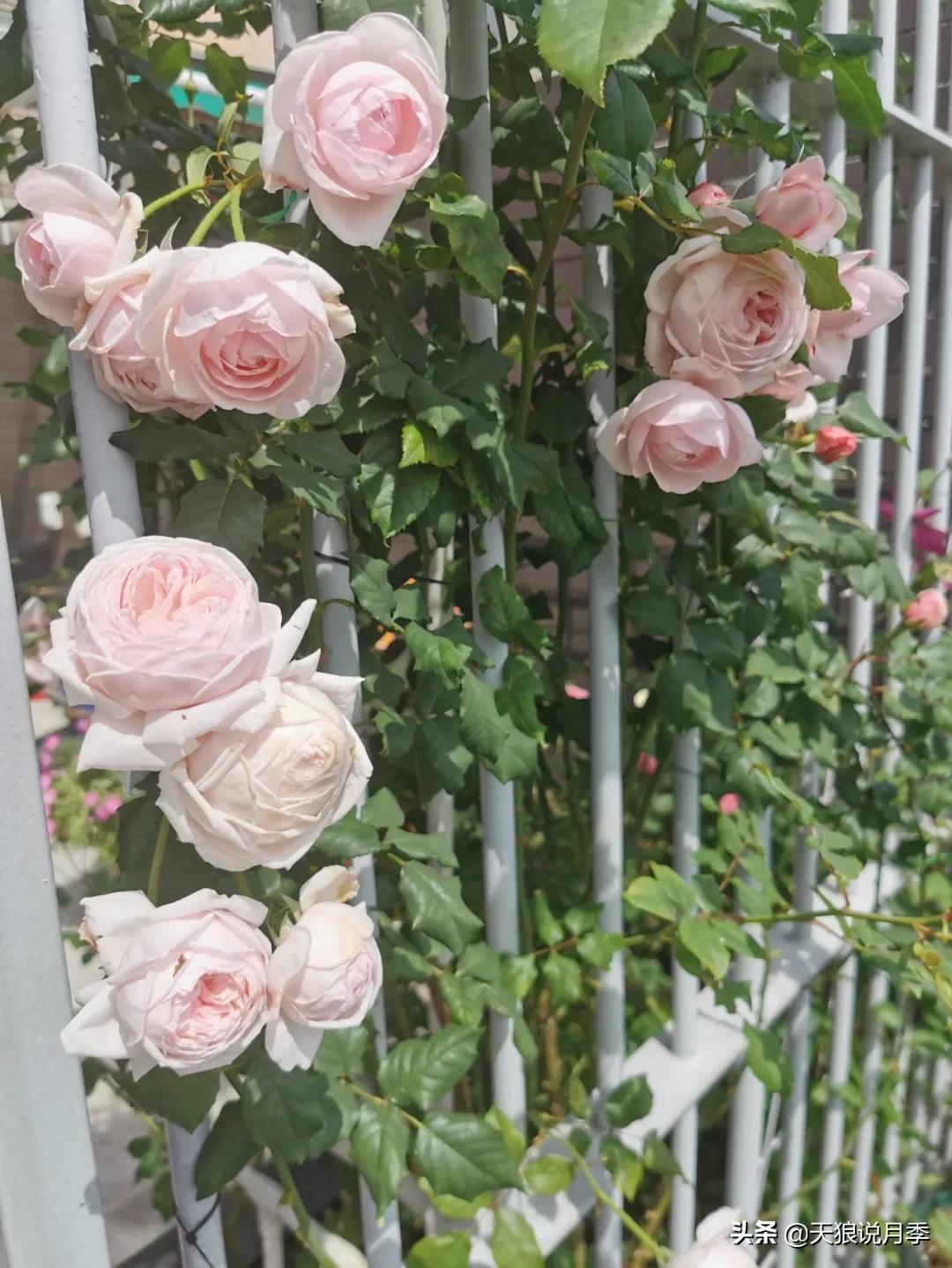 种一株玫瑰,种一株玫瑰间隔多远