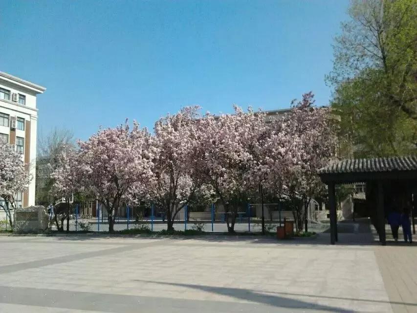 天津红桥高级中学,天津高级中学