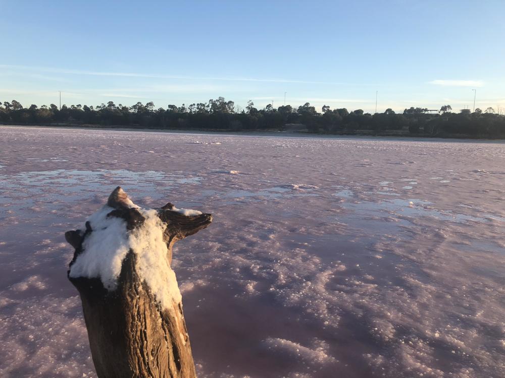 墨尔本阿德莱德周边-粉湖（LochLel）找回遗落的少女心