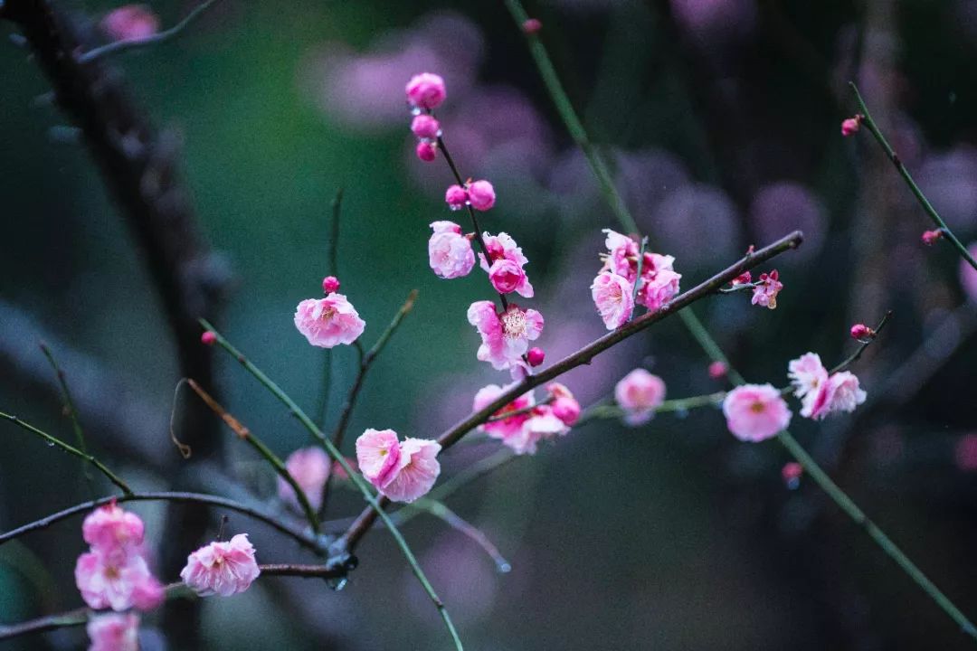 杭州孤山梅园图片,杭州赏梅园