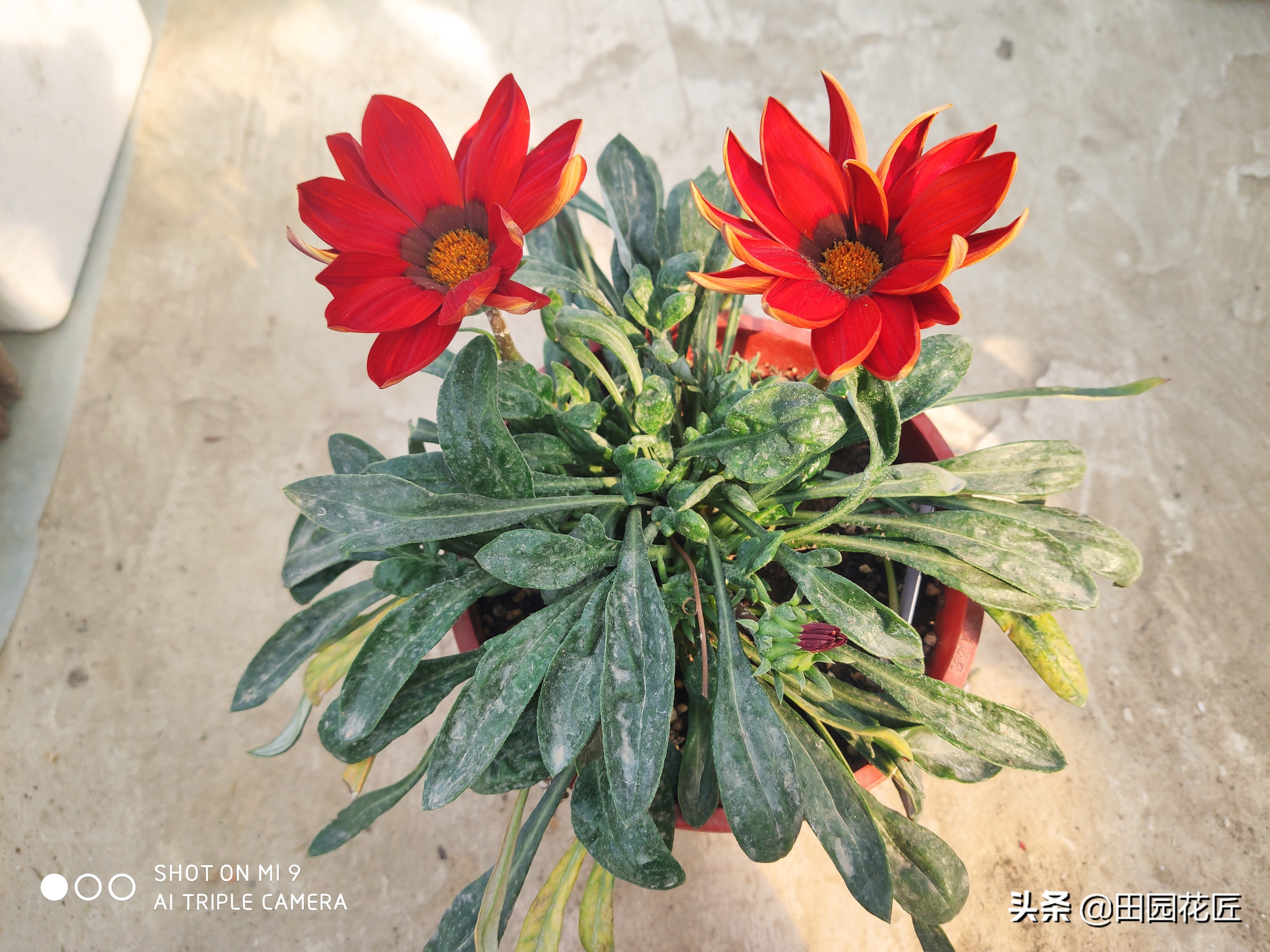 勋章菊的花苞晚上要闭合吗,勋章菊的正确护理方法