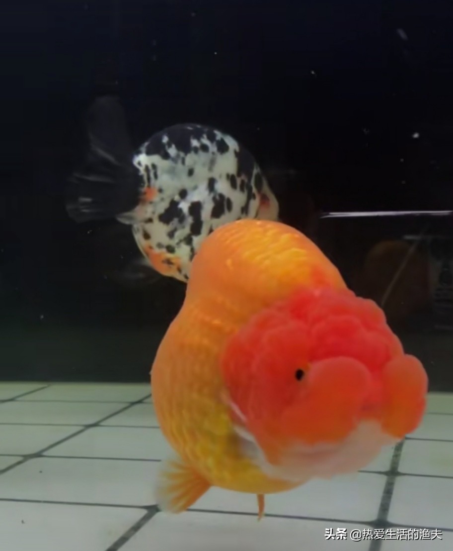 怎么养金鱼金鱼才能活得更久,怎么养金鱼但金鱼不死