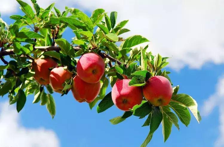 苹果的味道,苹果的味道天才在左疯子在右