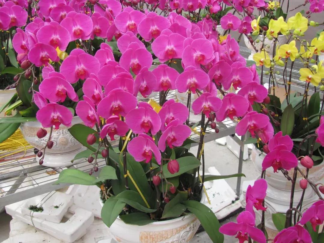 北方养蝴蝶兰用什么植料,北方适合养哪种蝴蝶兰