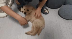 狗狗咬人怎么办,狗狗咬人怎么处理最好