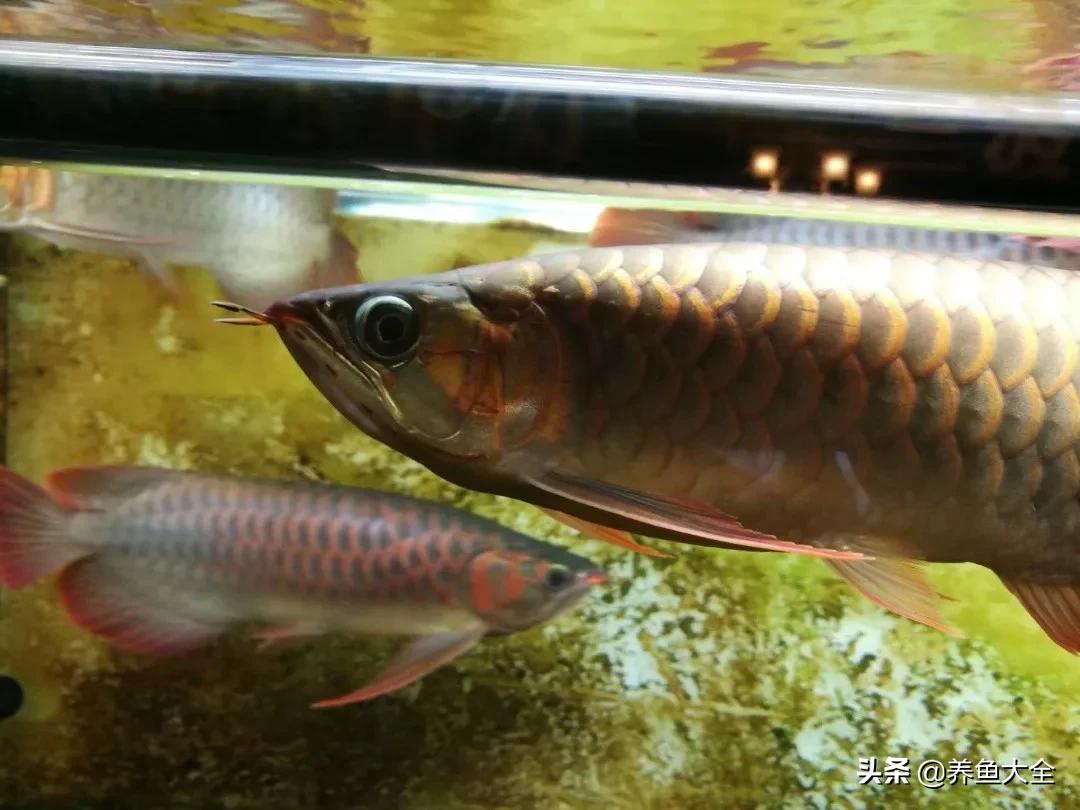 养红龙苗,养红龙如何搭配其他鱼