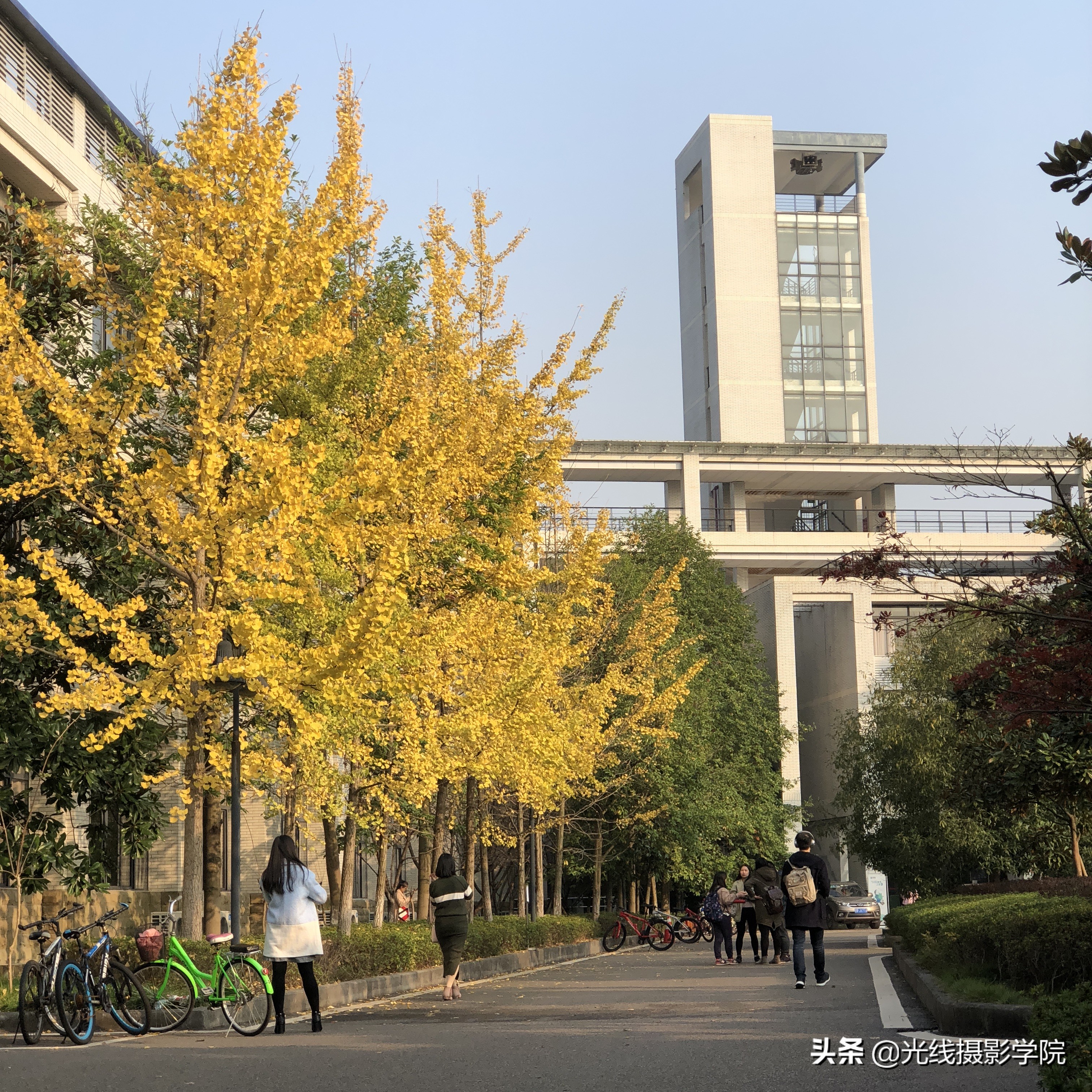 重庆赏银杏,重庆初冬呈现金色银杏